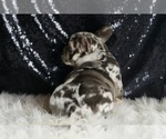 Small #6 French Bulldog
