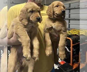 Bloodhound Puppy for sale in JACKSONVILLE, FL, USA