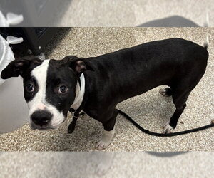 Mutt Dogs for adoption in Pueblo, CO, USA