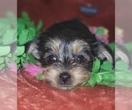 Small Photo #90 Yorkshire Terrier Puppy For Sale in AKRON, OH, USA