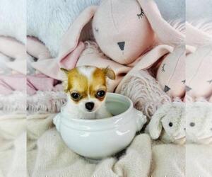 Chihuahua Puppy for sale in JENSEN BEACH, FL, USA