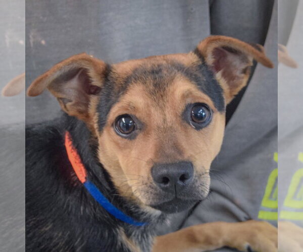 Medium Photo #1 Chipin Puppy For Sale in Huntley, IL, USA