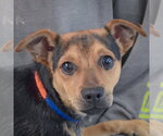 Fenton - Male Chipin Dog for Adoption - Small photo