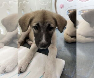 Anatolian Shepherd-Great Pyrenees Mix Dogs for adoption in The Woodlands, TX, USA