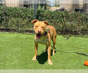American Pit Bull Terrier-Dachshund Mix Dogs for adoption in Orange, CA, USA