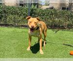 Small American Pit Bull Terrier-Dachshund Mix