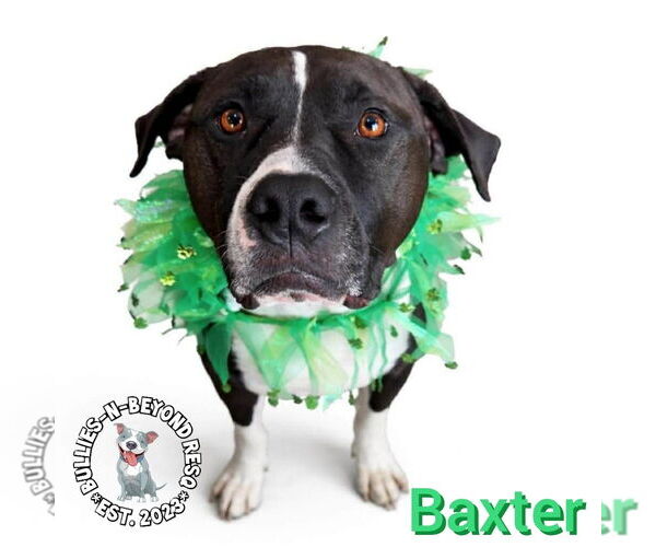 Medium Photo #5 American Staffordshire Terrier-Bulldog Mix Puppy For Sale in Omaha, NE, USA