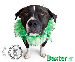Baxter - Male American Staffordshire Terrier-Bulldog Mix Dog for Adoption - Photo #5