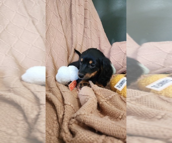 Medium Photo #5 Dachshund Puppy For Sale in GREENWOOD, WI, USA