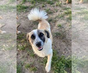 Maltese-Unknown Mix Dogs for adoption in La Verne, CA, USA