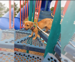 Bee BAYBEE - Male Black Mouth Cur-Labrador Retriever Mix Dog for Adoption - Small photo