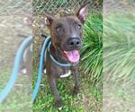 Small Staffordshire Bull Terrier Mix