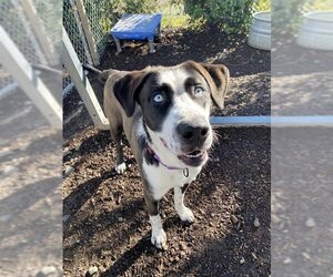 Catahoula Leopard Dog-Unknown Mix Dogs for adoption in Santa Rosa, CA, USA