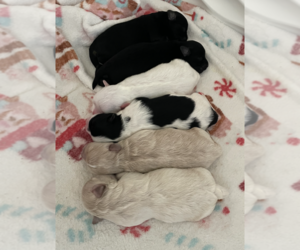 Maltipoo Litter for sale in BURLESON, TX, USA