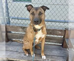 Small #3 German Shepherd Dog Mix