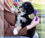 Tamale - Female Bernedoodle (Miniature) Puppy for Sale - Photo #2