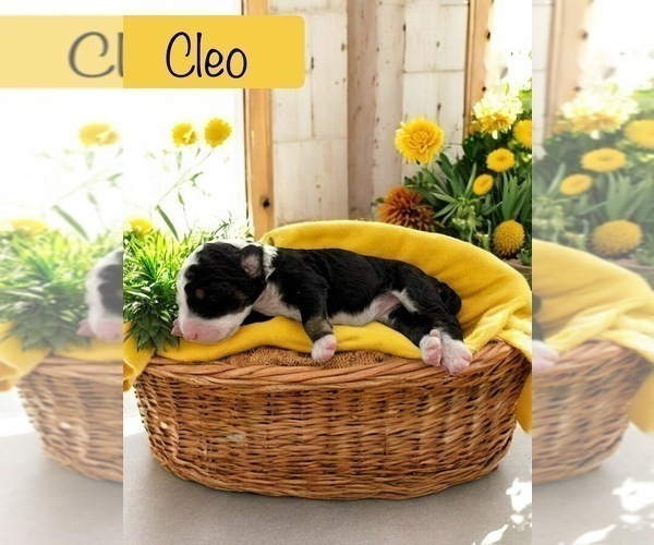 Medium Photo #4 Bernedoodle-Poodle (Standard) Mix Puppy For Sale in MENIFEE, CA, USA