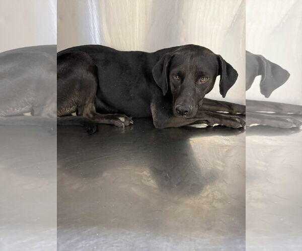 Medium Photo #4 Labrador Retriever-Unknown Mix Puppy For Sale in San Diego, CA, USA