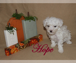 Small Photo #8 Poodle (Toy) Puppy For Sale in CHANUTE, KS, USA
