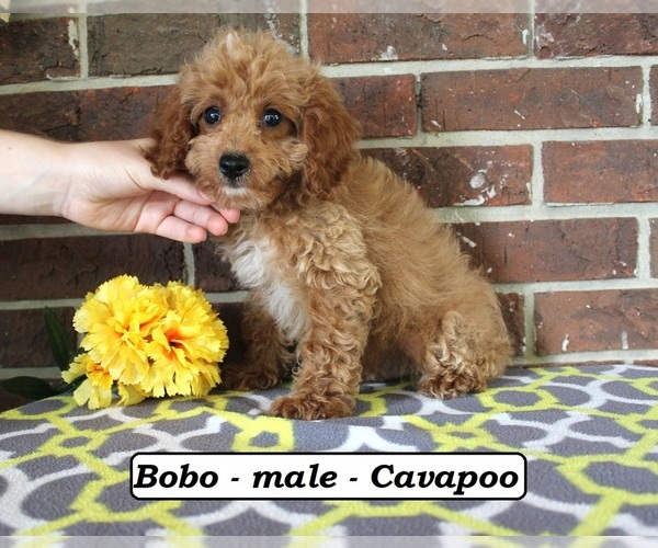 Medium Photo #1 Cavapoo (Miniature) Puppy For Sale in CLARKRANGE, TN, USA