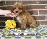 Image preview for Ad Listing. Nickname: Bobo