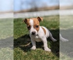Small Photo #2 Jack Russell Terrier Puppy For Sale in FREDERICKSBURG, OH, USA