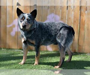 Texas Heeler Dogs for adoption in West Valley, UT, USA