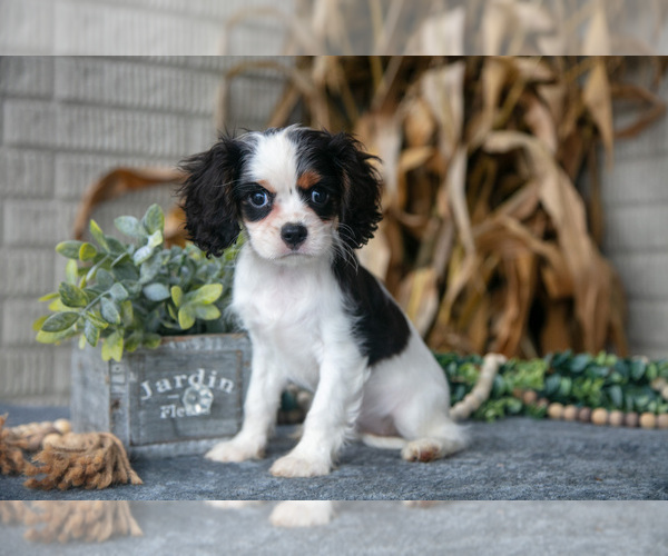 Medium Photo #1 Cavalier King Charles Spaniel Puppy For Sale in MILLERSBURG, OH, USA