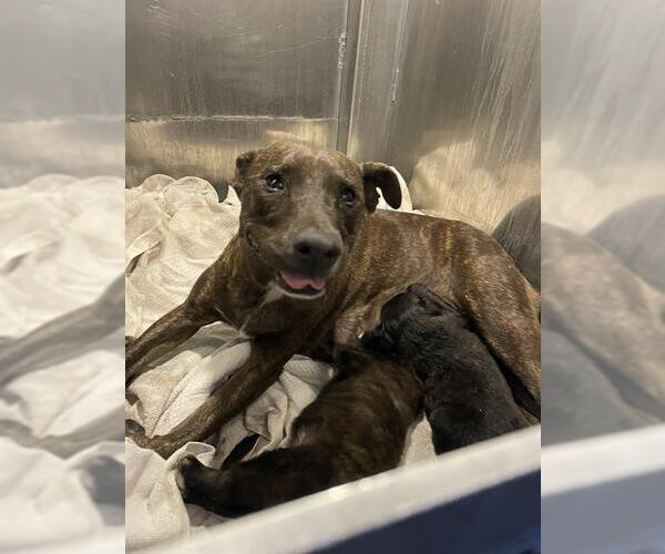 Medium Photo #1 American Staffordshire Terrier-Unknown Mix Puppy For Sale in San Antonio, TX, USA