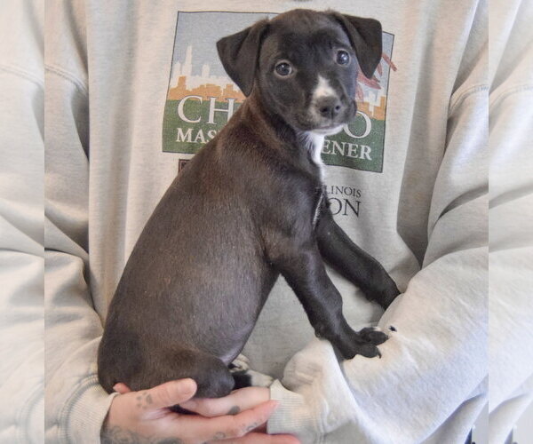 Medium Photo #2 Border Collie-Unknown Mix Puppy For Sale in Huntley, IL, USA