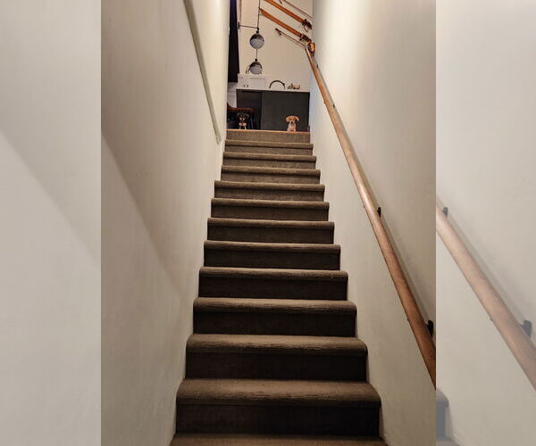 Medium Photo #2 Chihuahua-Unknown Mix Puppy For Sale in Aurora, CO, USA