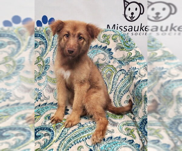 Medium Photo #1 Mutt Puppy For Sale in Lake City, MI, USA