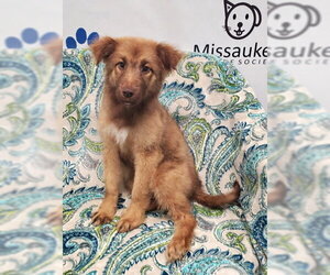Mutt Dogs for adoption in Lake City, MI, USA