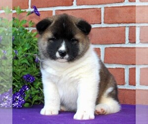 Akita Puppy for sale in DRUMORE, PA, USA
