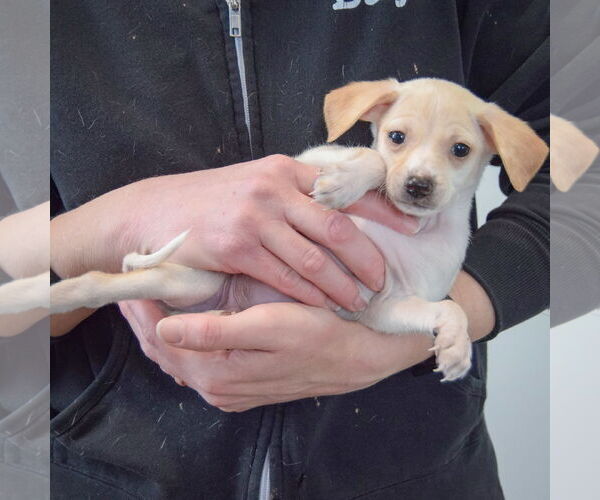 Medium Photo #3 Chiweenie Puppy For Sale in Huntley, IL, USA