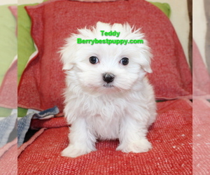 Maltese Puppy for sale in JUNIPER HILLS, CA, USA