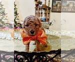Small Photo #3 Goldendoodle Puppy For Sale in EAGLE, ID, USA