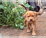 Small #2 Plott Hound Mix