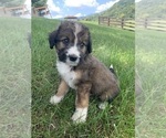 Puppy Cinnamon Bernedoodle