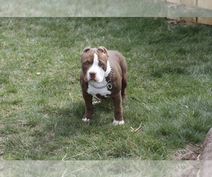 American Bully Puppy for sale in TOPEKA, IN, USA