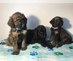 Small Photo #15 Poodle (Standard) Puppy For Sale in ELMWOOD, WI, USA