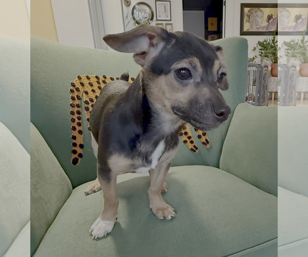 Medium Photo #1 Chihuahua-Unknown Mix Puppy For Sale in Bellevue, WA, USA
