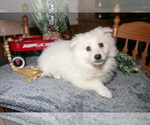 Puppy Sugar Miniature American Eskimo