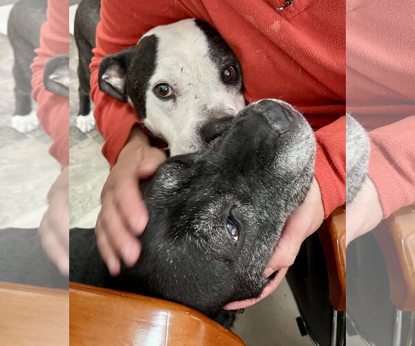 Medium Photo #5 Mutt Puppy For Sale in Mount Laurel, NJ, USA