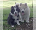 Small Photo #31 Pomsky Puppy For Sale in BAXTER, TN, USA