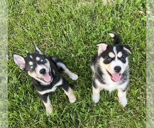 Bernese Mountain Dog-Siberian Husky Mix Puppy for sale in SELMA, IN, USA