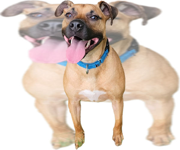 Medium Photo #1 Black Mouth Cur-Unknown Mix Puppy For Sale in Orange Grove, TX, USA