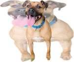 Brownie - Male Black Mouth Cur-Unknown Mix Dog for Adoption - Small photo