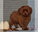 Small #2 Havanese-Poodle (Toy) Mix