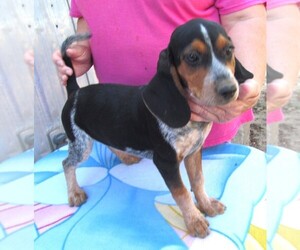 Beagle Puppy for sale in RATTAN, OK, USA